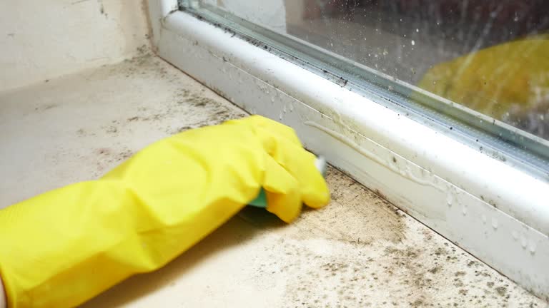 Best Emergency Mold Remediation  in West Burlington, IA